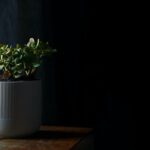 5 redenen om meer planten in huis te nemen